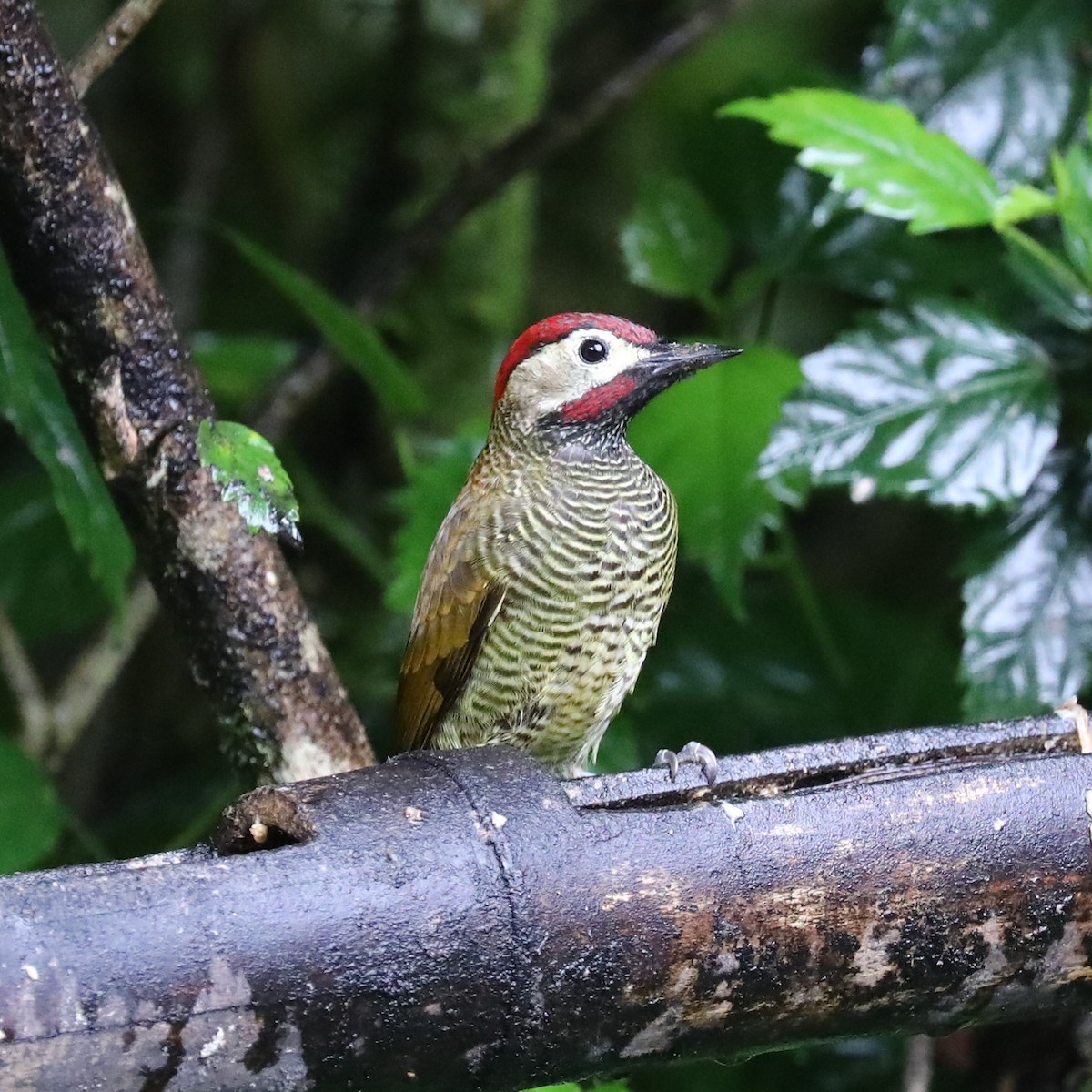 Golden-olive Woodpecker - Mjack  13
