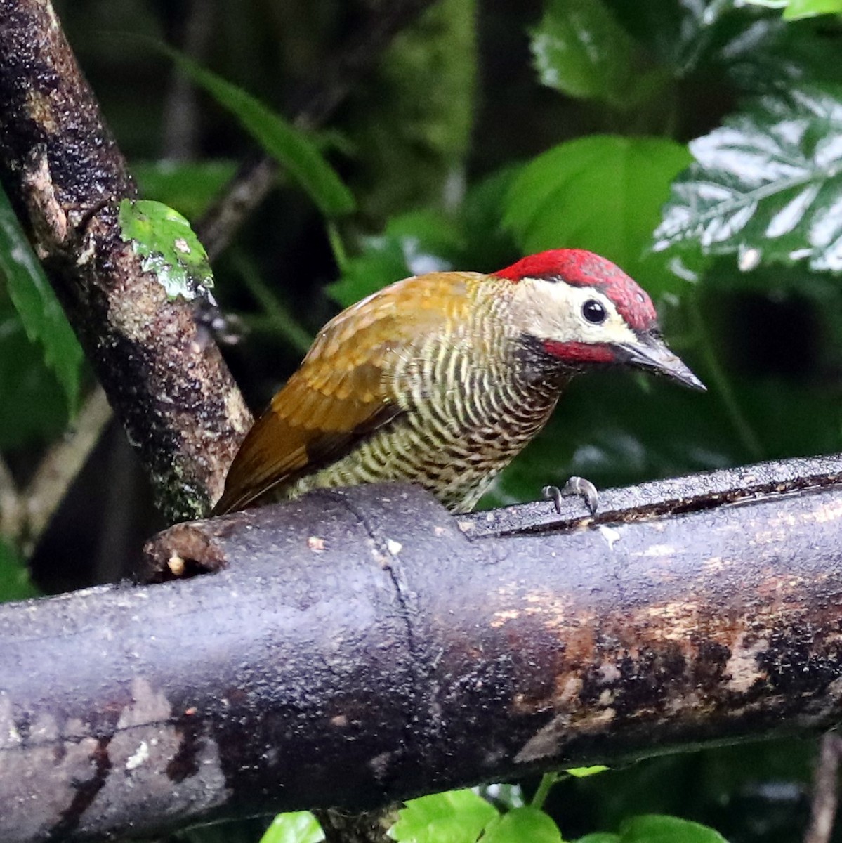 Golden-olive Woodpecker - ML293142961