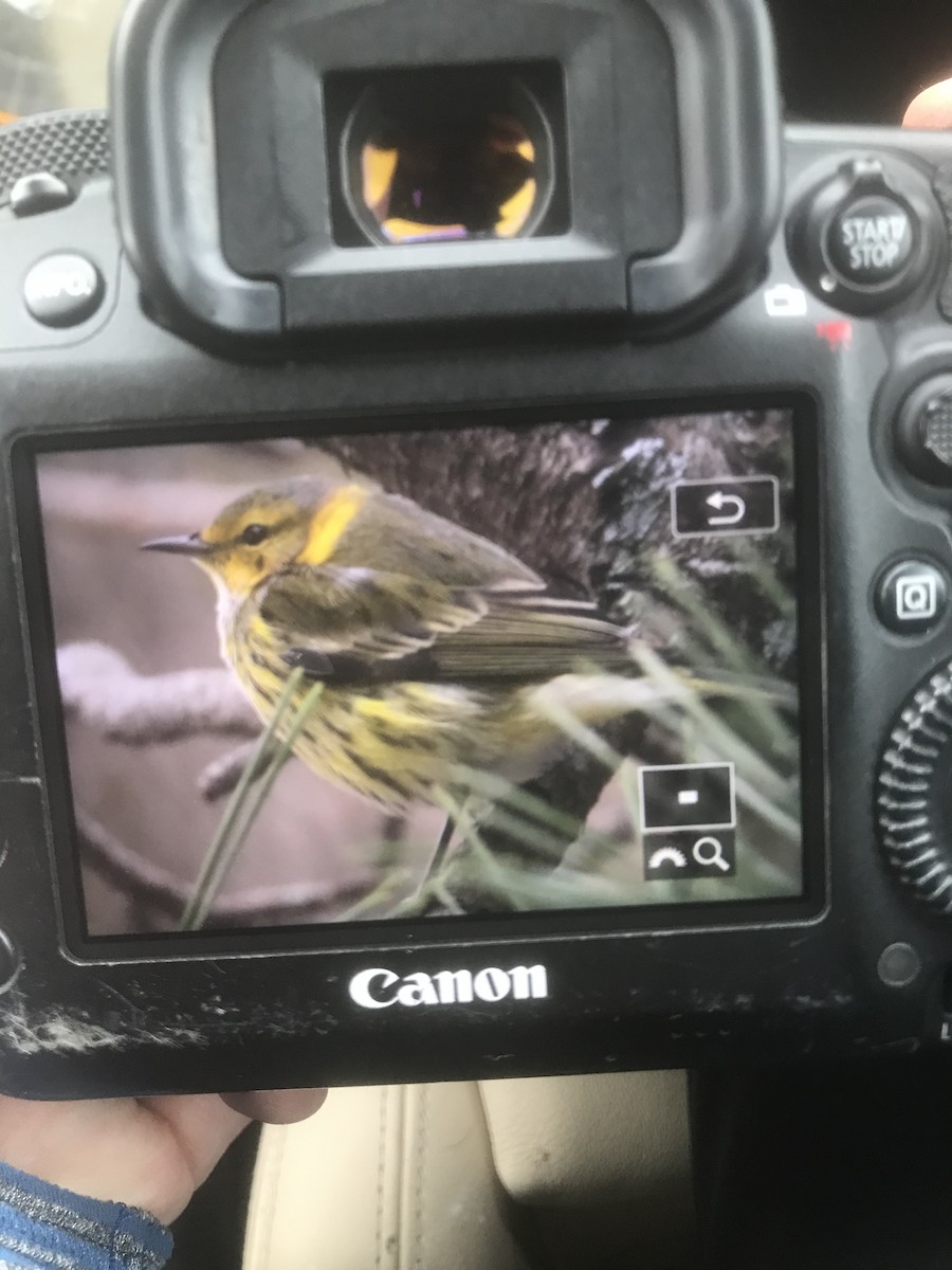 Cape May Warbler - ML293143961
