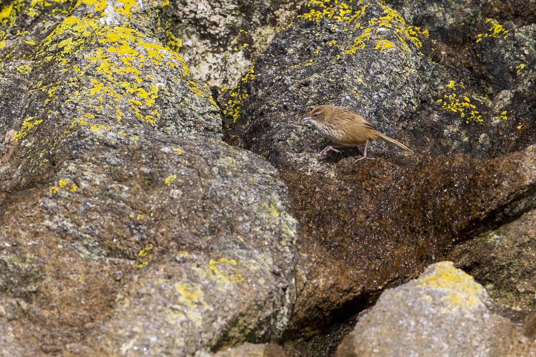New Zealand Fernbird (Snares) - eBird