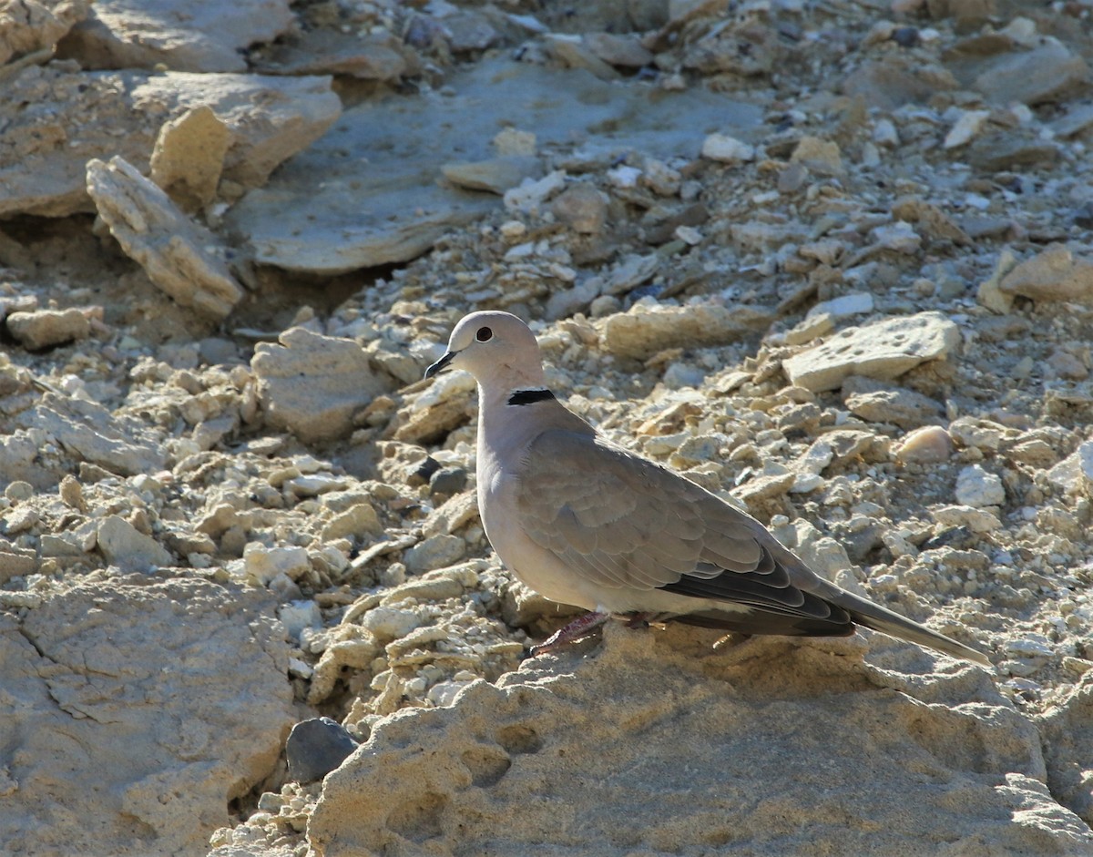 Eurasian Collared-Dove - Dennis Von Linden