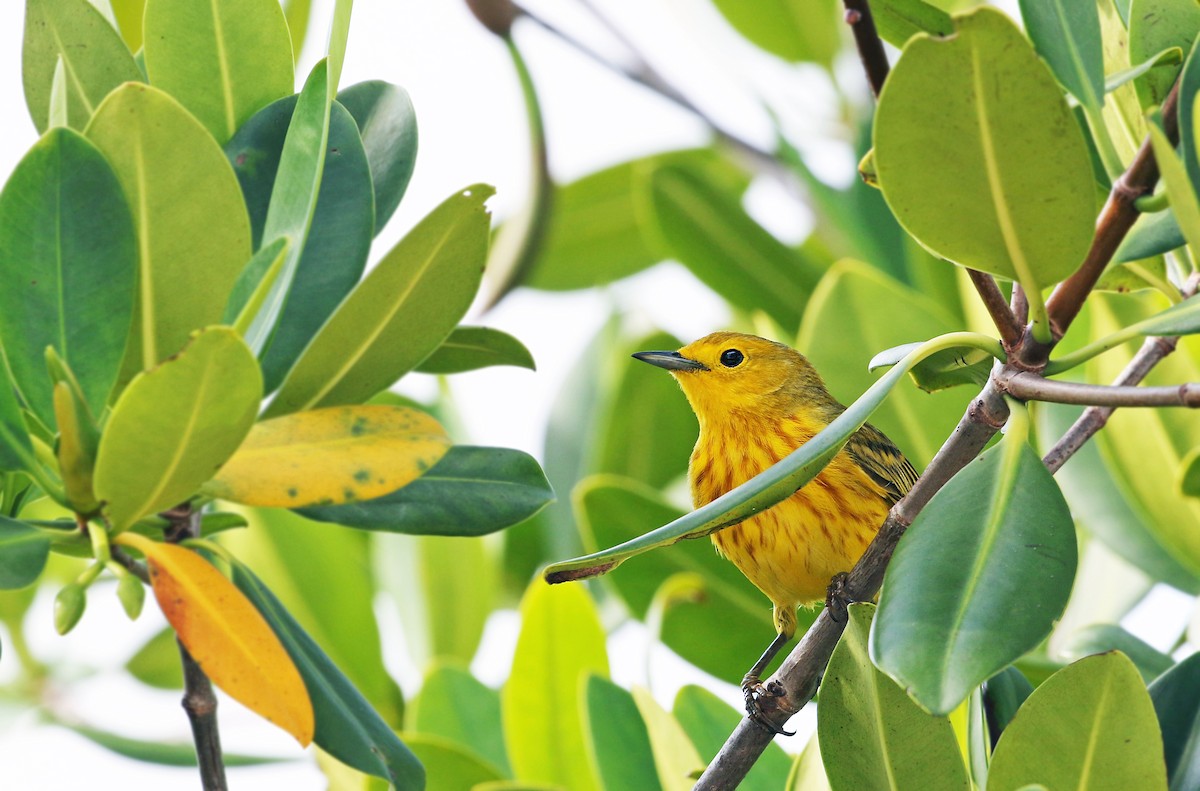 Yellow Warbler (Golden) - Andrew Spencer