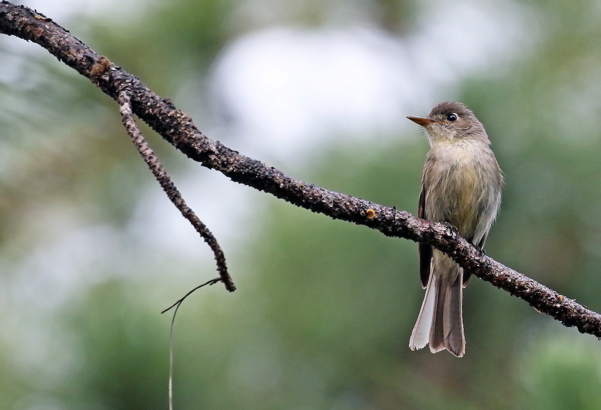 Cuban Pewee - Andrew Spencer