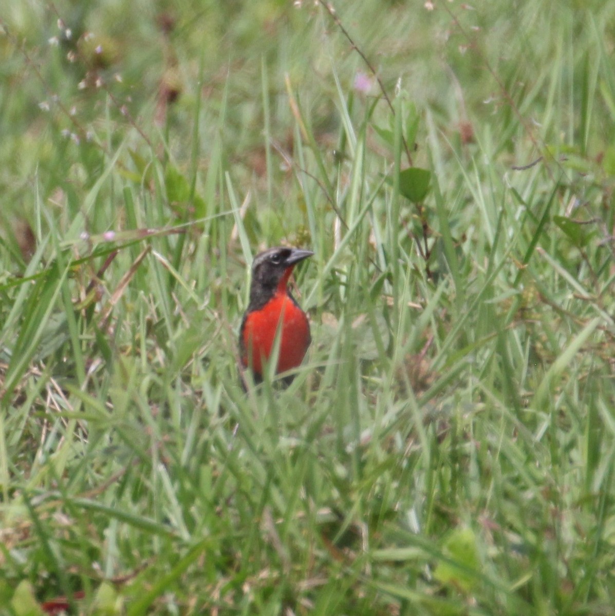 Red-breasted Meadowlark - ML293164191