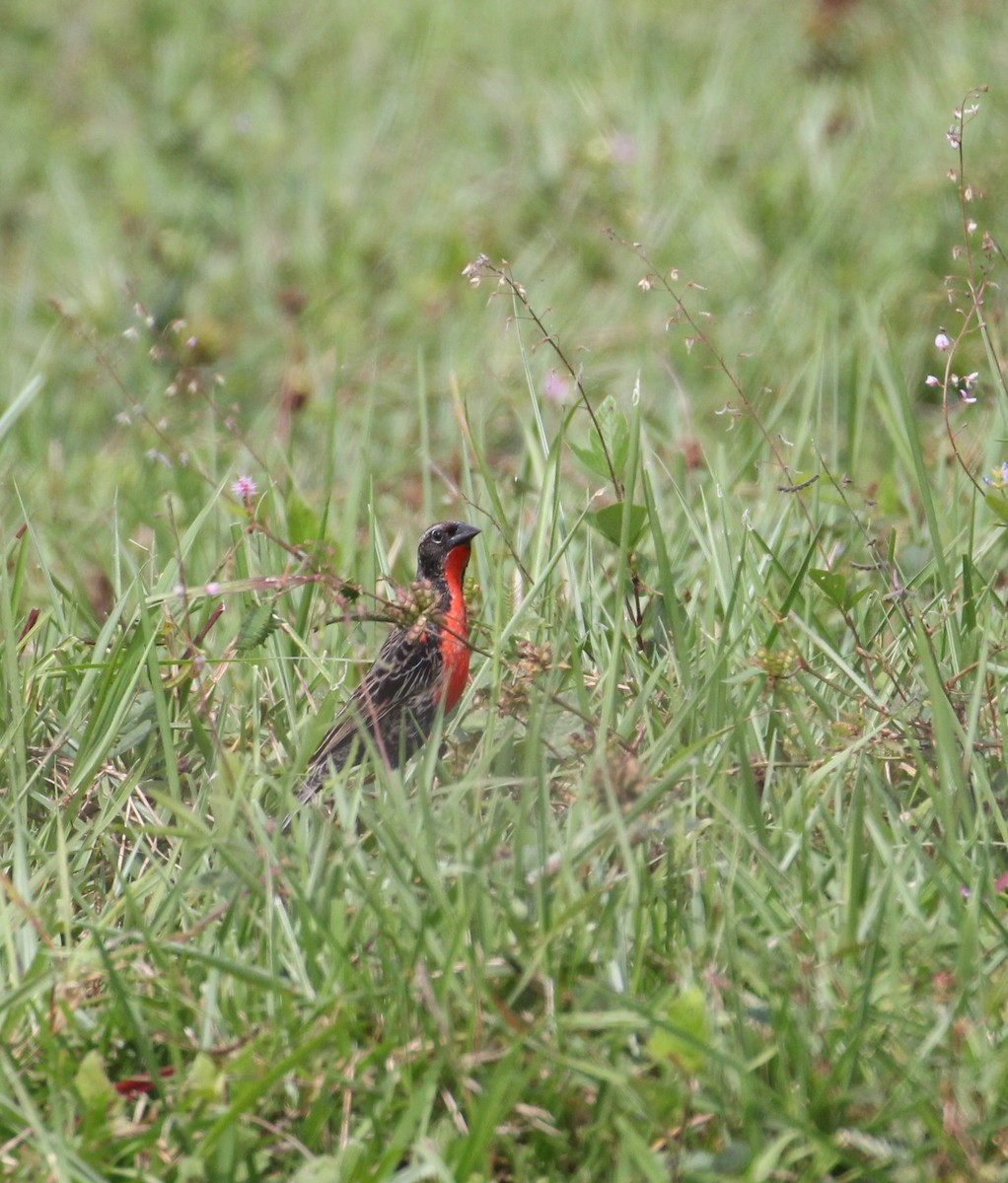 Red-breasted Meadowlark - Lucas Corneliussen