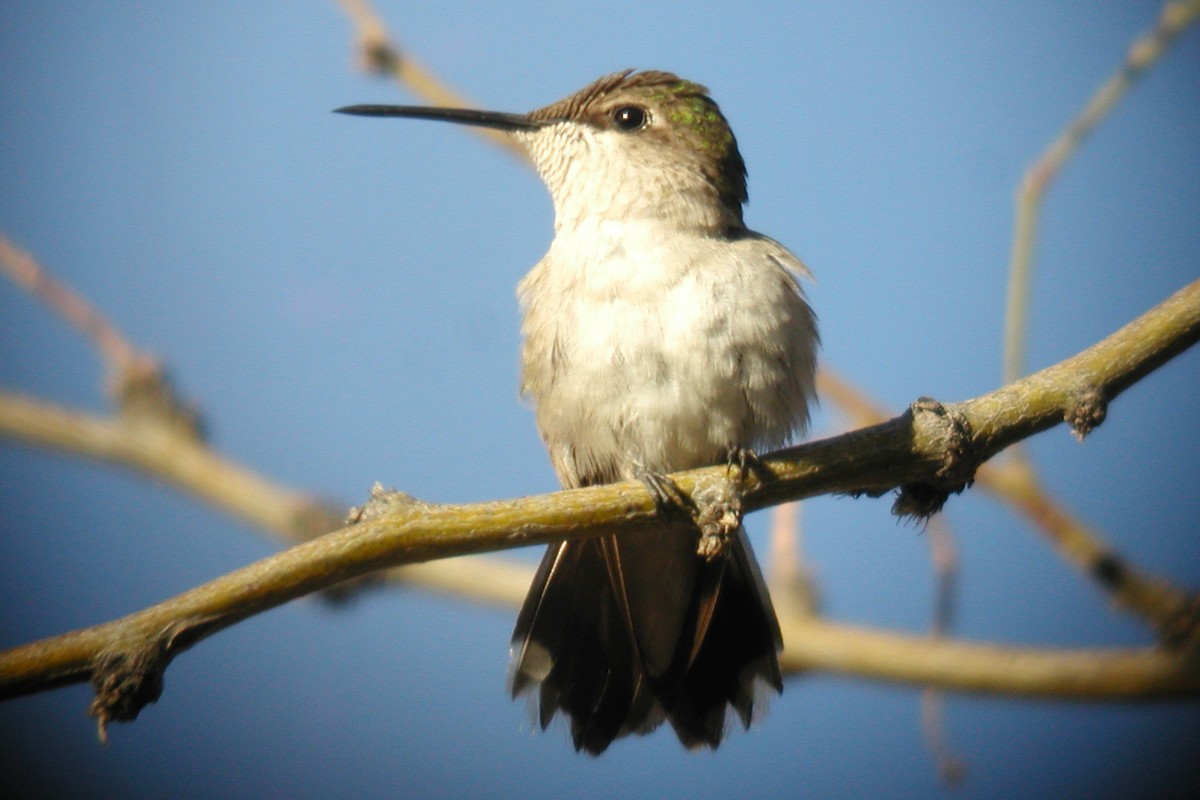 Ruby-throated Hummingbird - Chris Benesh