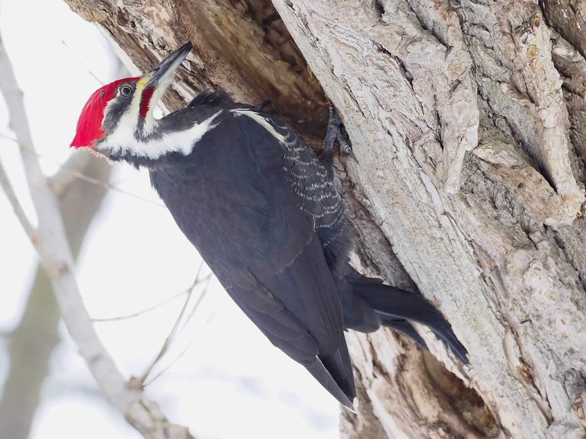 Pileated Woodpecker - Denis Allard
