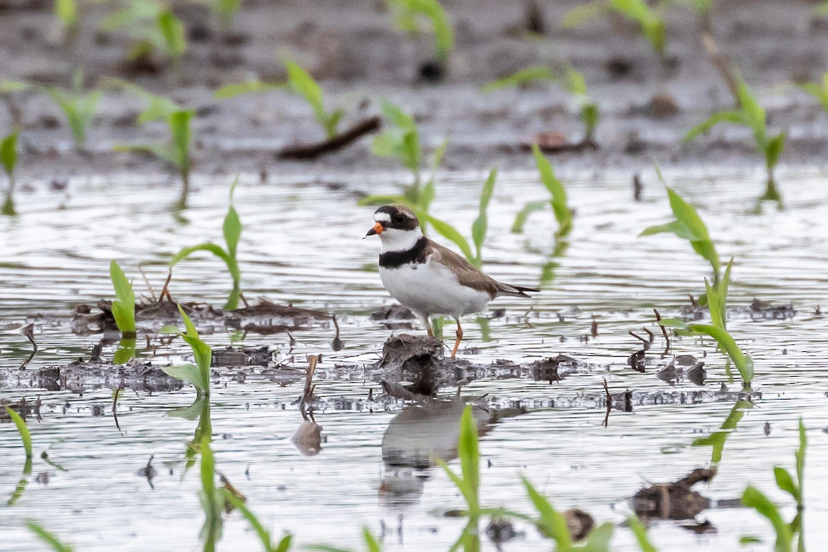 Semipalmated Plover - ML293172251