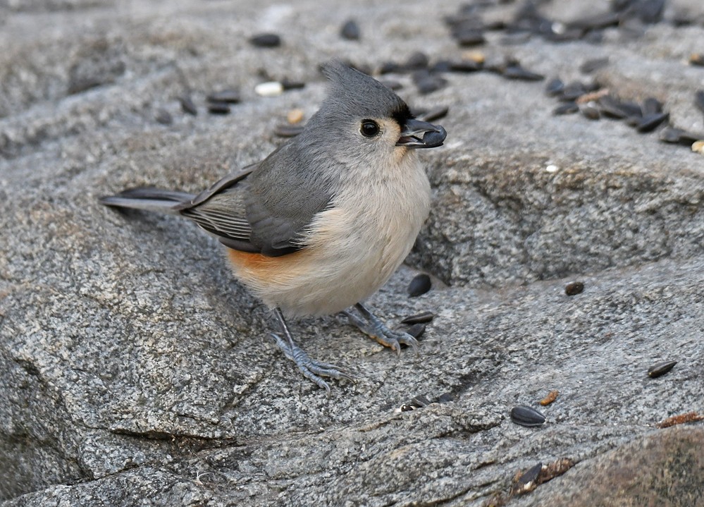 Tufted Titmouse - Dick Horsey