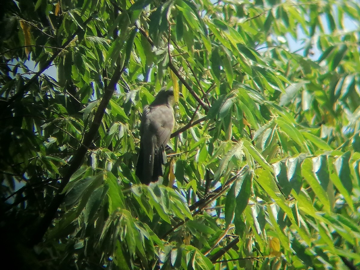 Mangrove Cuckoo - Paul 🐈🔭🦜 Rodríguez @elpuma