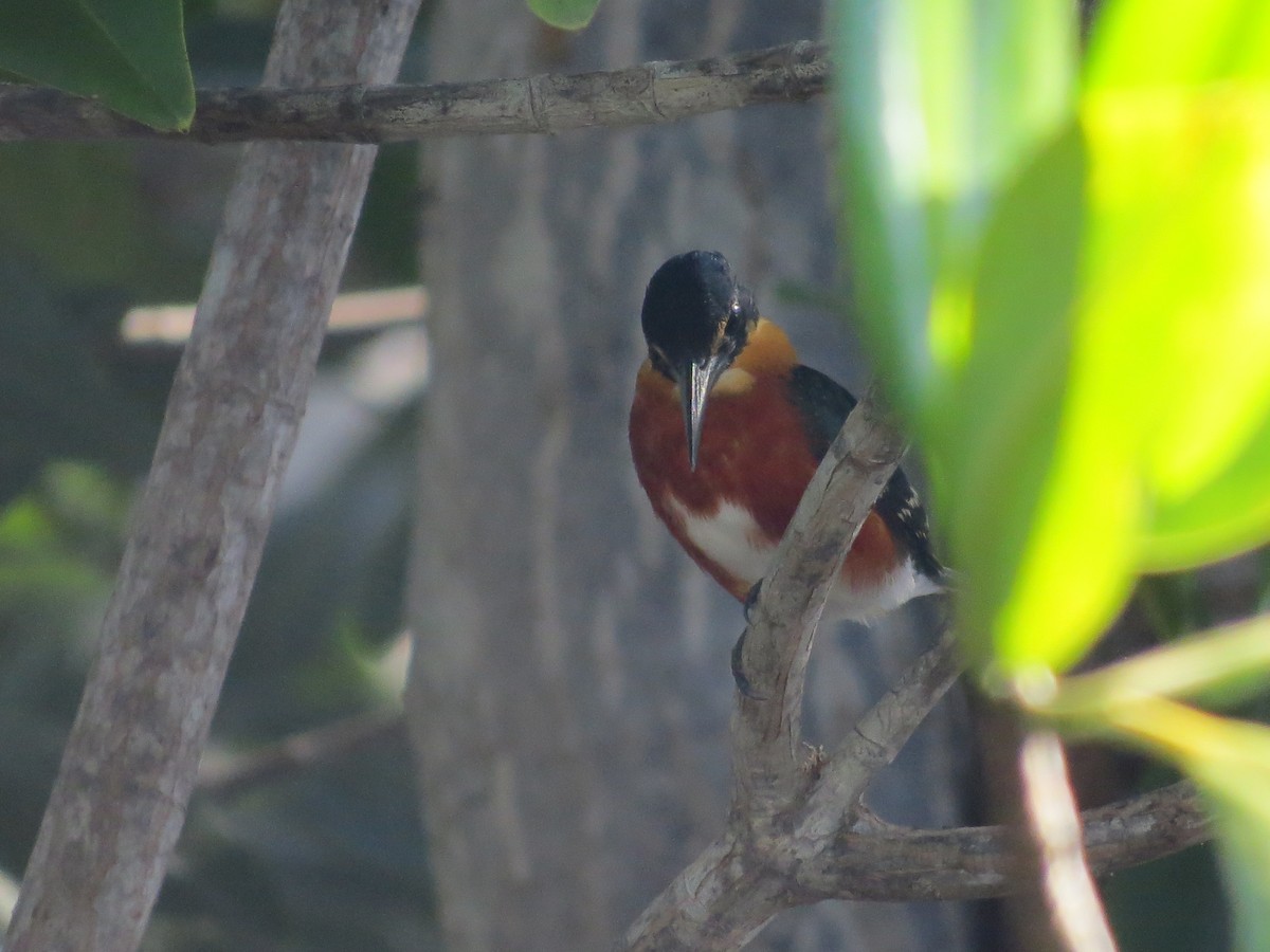 American Pygmy Kingfisher - ML293184161