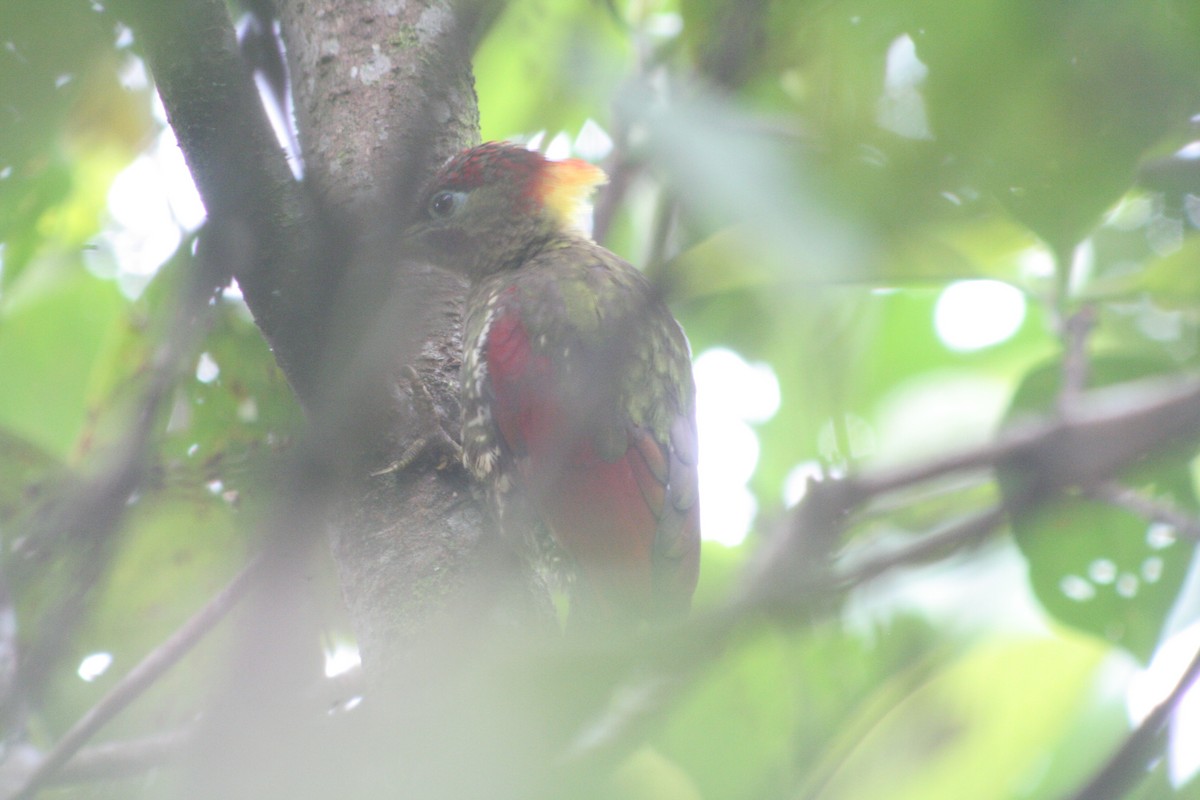 Crimson-winged Woodpecker - David Marques