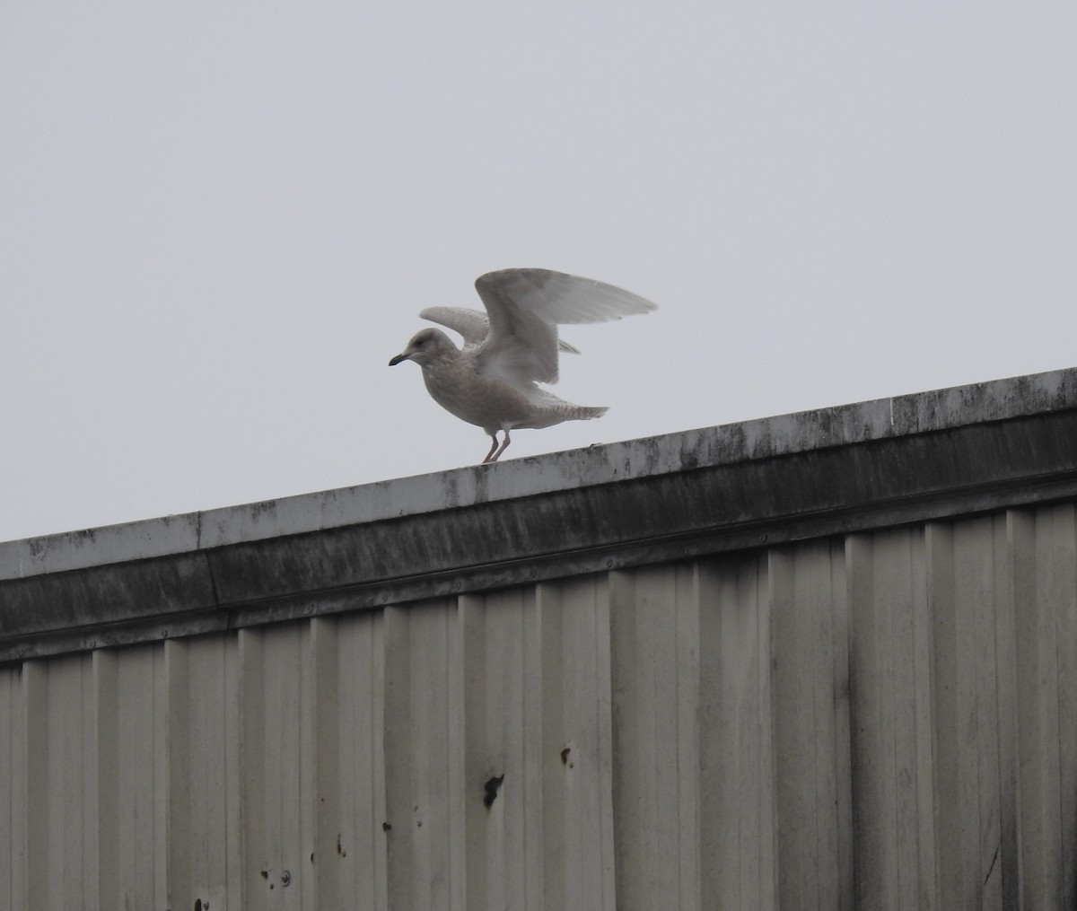 Iceland Gull - ML293194621