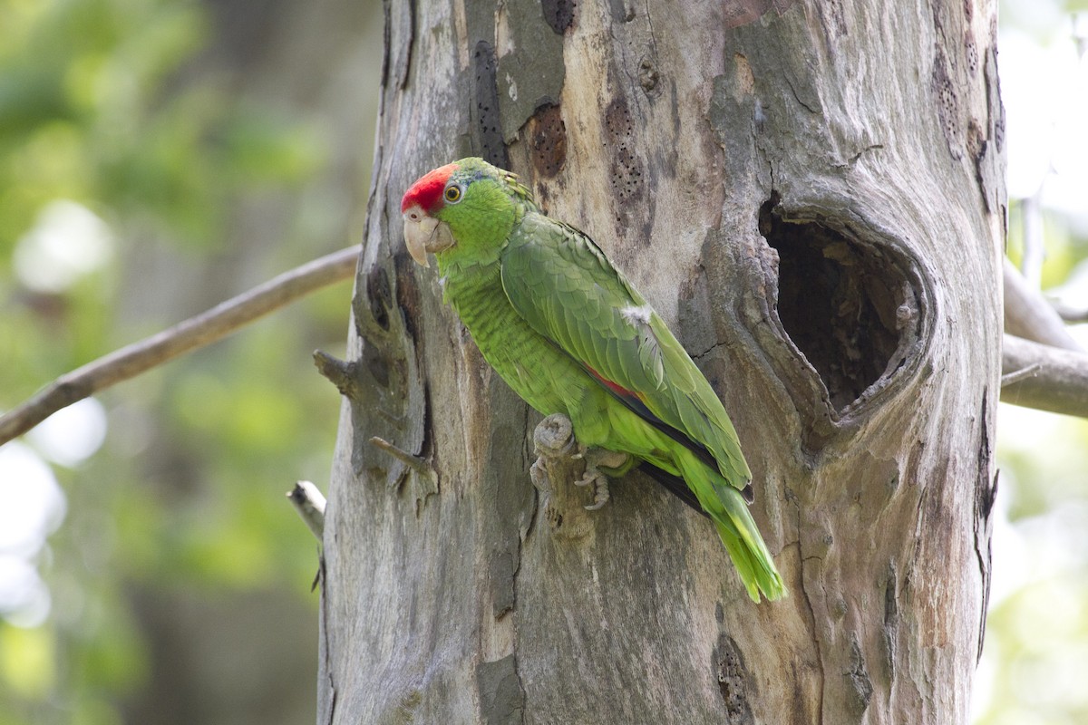 Red-crowned Parrot - ML29319721