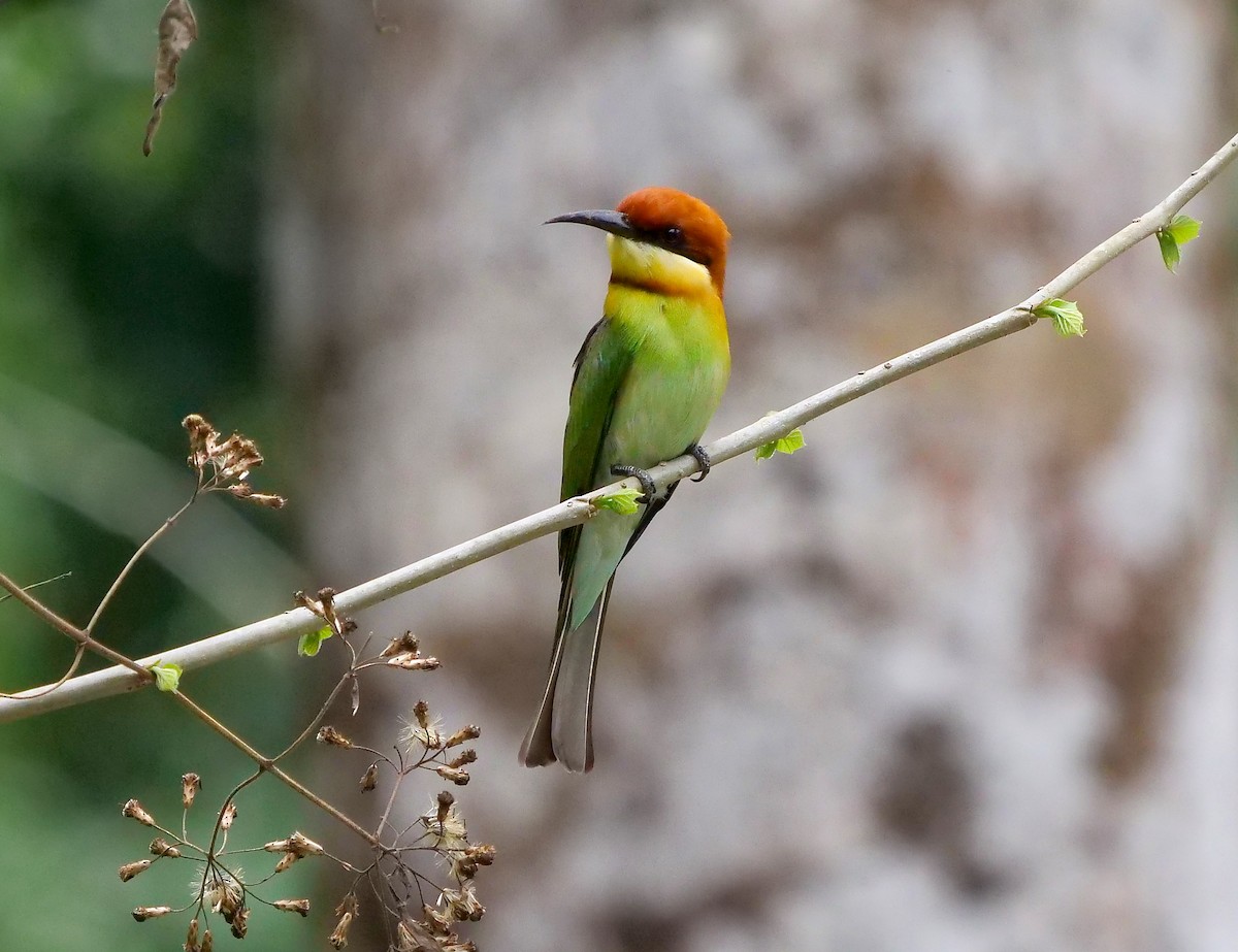 Chestnut-headed Bee-eater - Tim Boucher