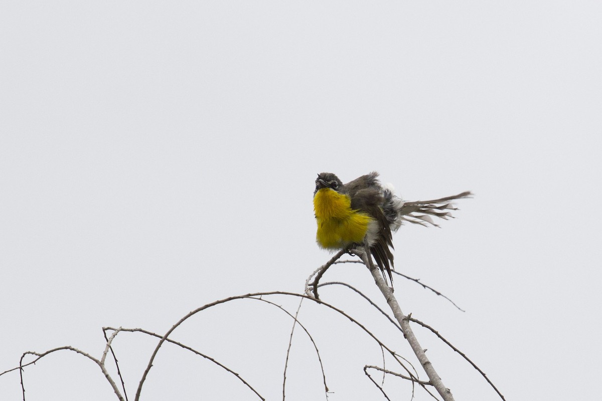Yellow-breasted Chat - ML29320561