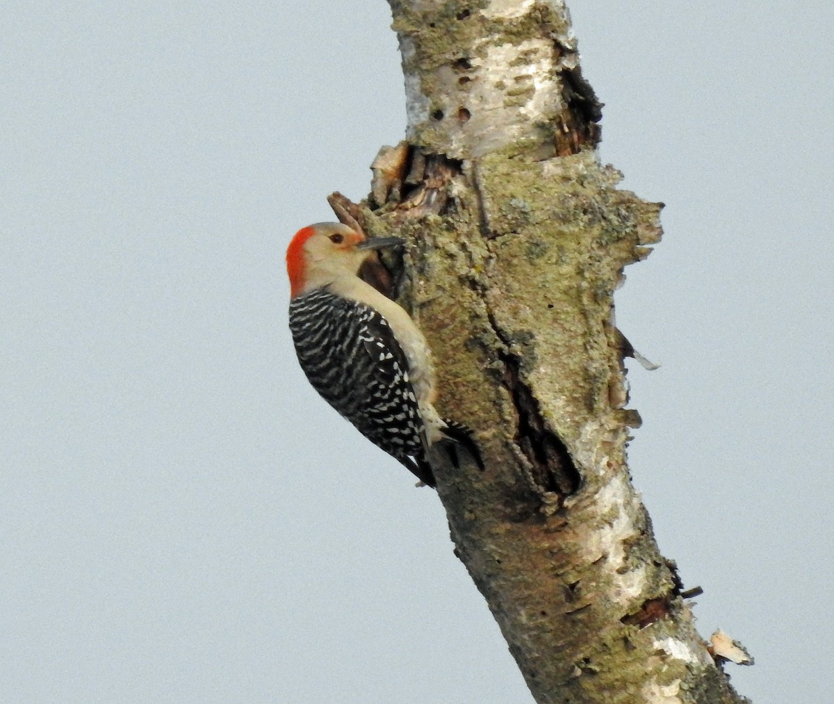 Red-bellied Woodpecker - ML293206461