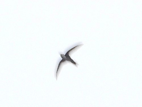 White-throated Swift - grete pasch