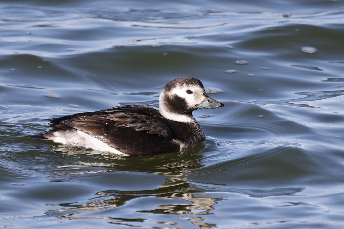 Long-tailed Duck - Arman Moreno