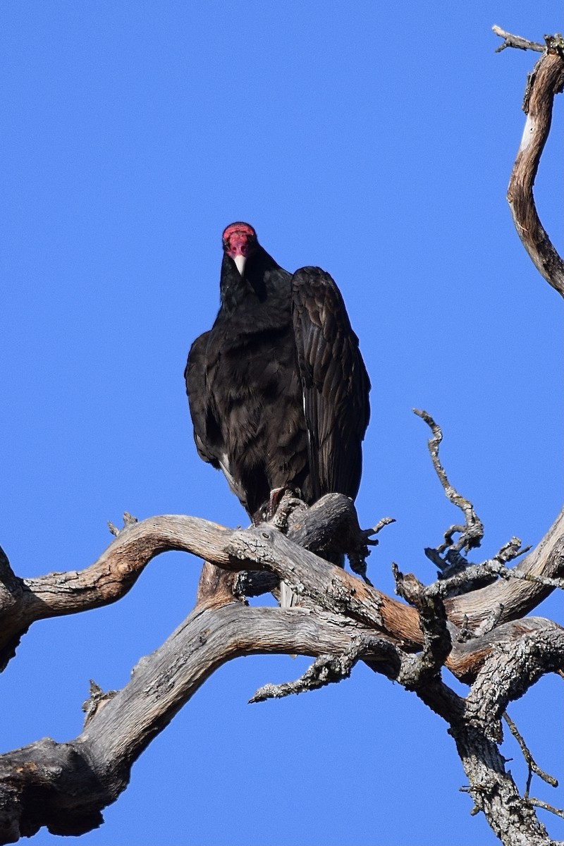 Turkey Vulture - ML293211971