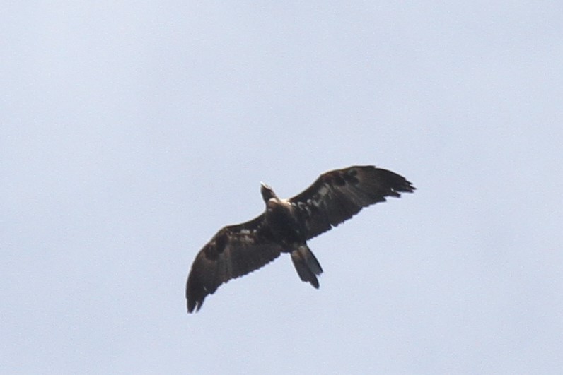 Wedge-tailed Eagle - ML293216171