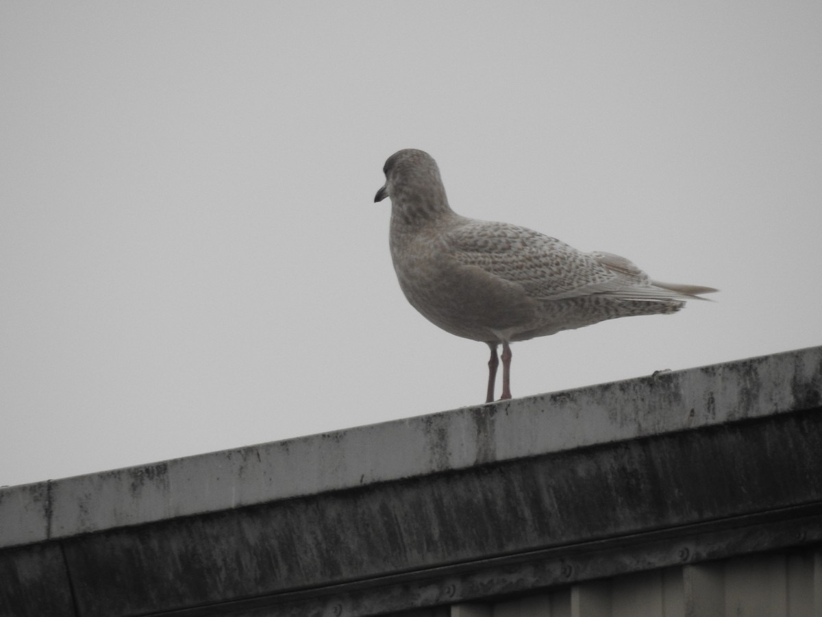 Iceland Gull - ML293217831