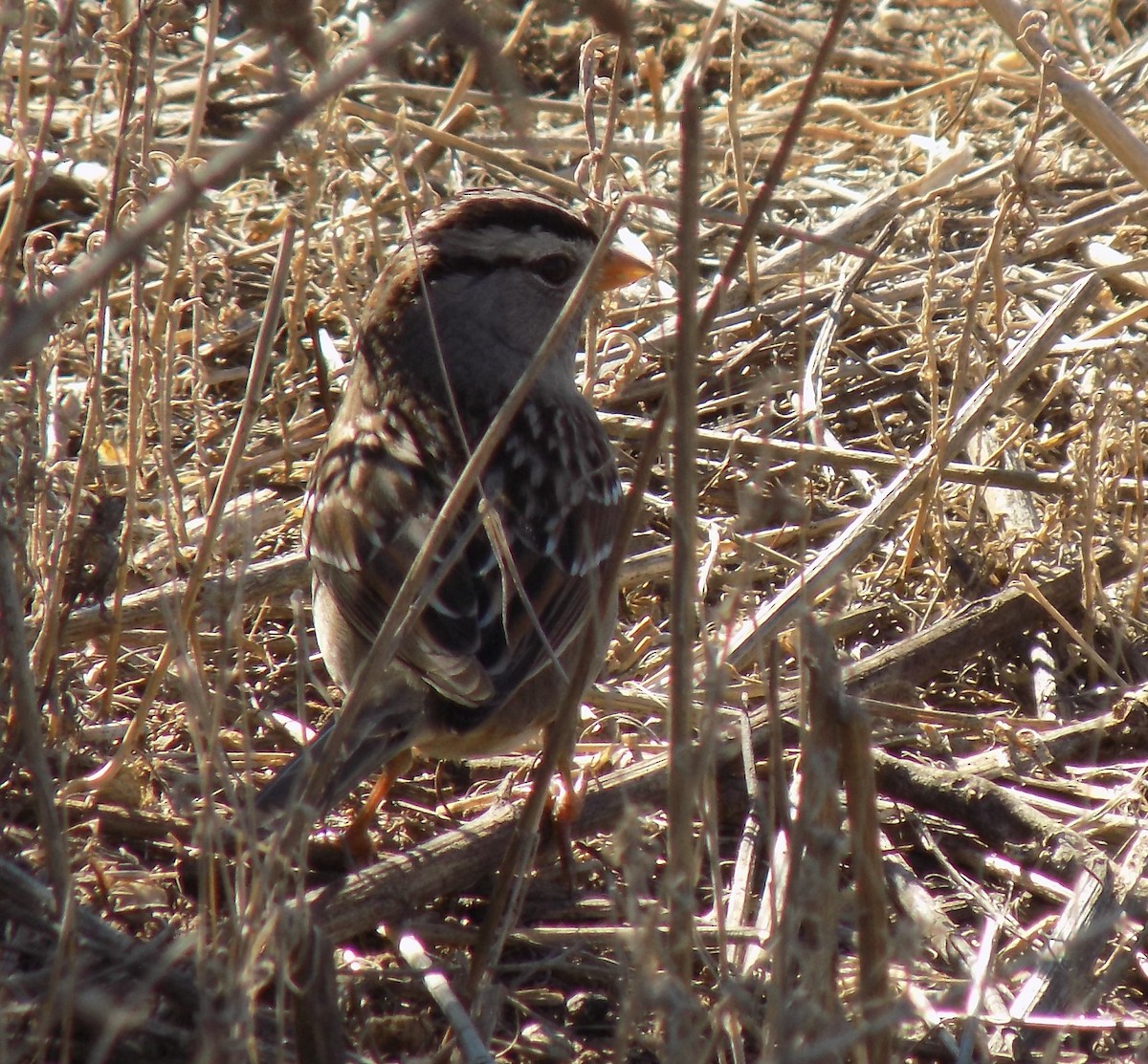 White-crowned Sparrow - ML293217991