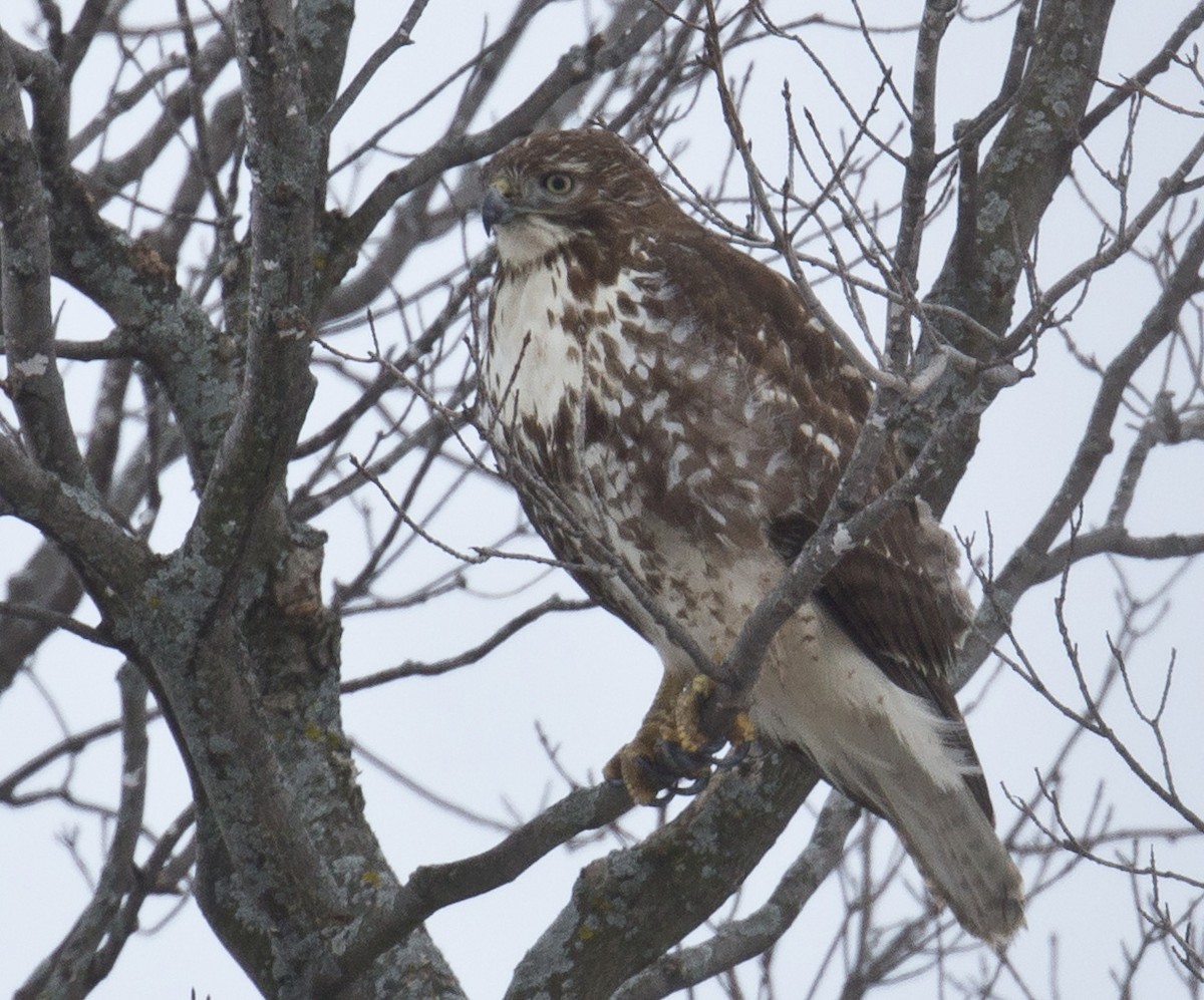 Red-tailed Hawk - ML293219141