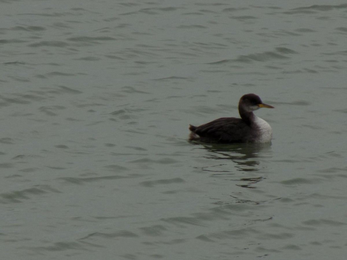 Red-necked Grebe - ML293225001