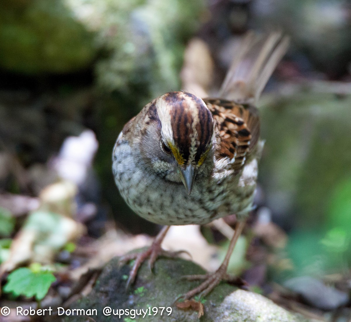 White-throated Sparrow - Robert Dorman