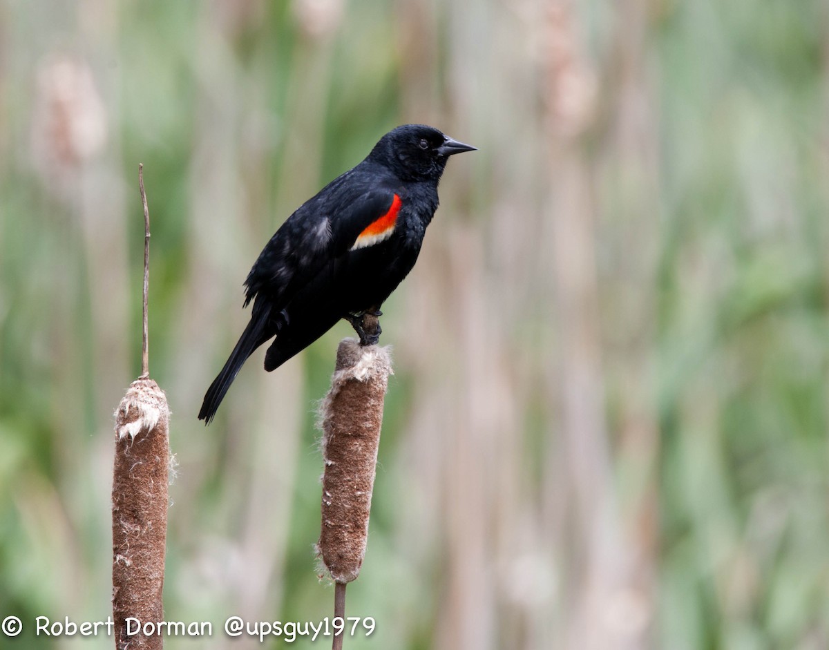 Red-winged Blackbird - Robert Dorman
