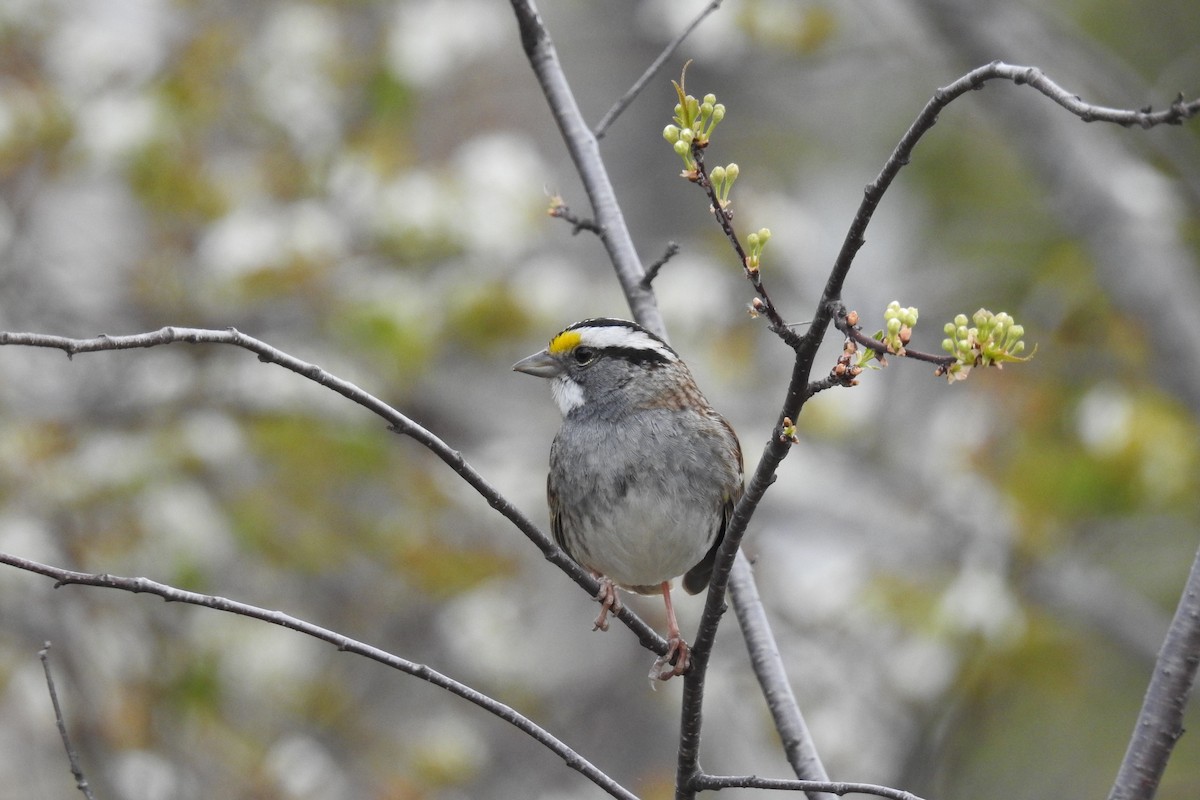 White-throated Sparrow - ML29323421