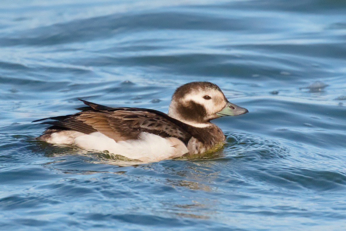 Long-tailed Duck - ML293238171