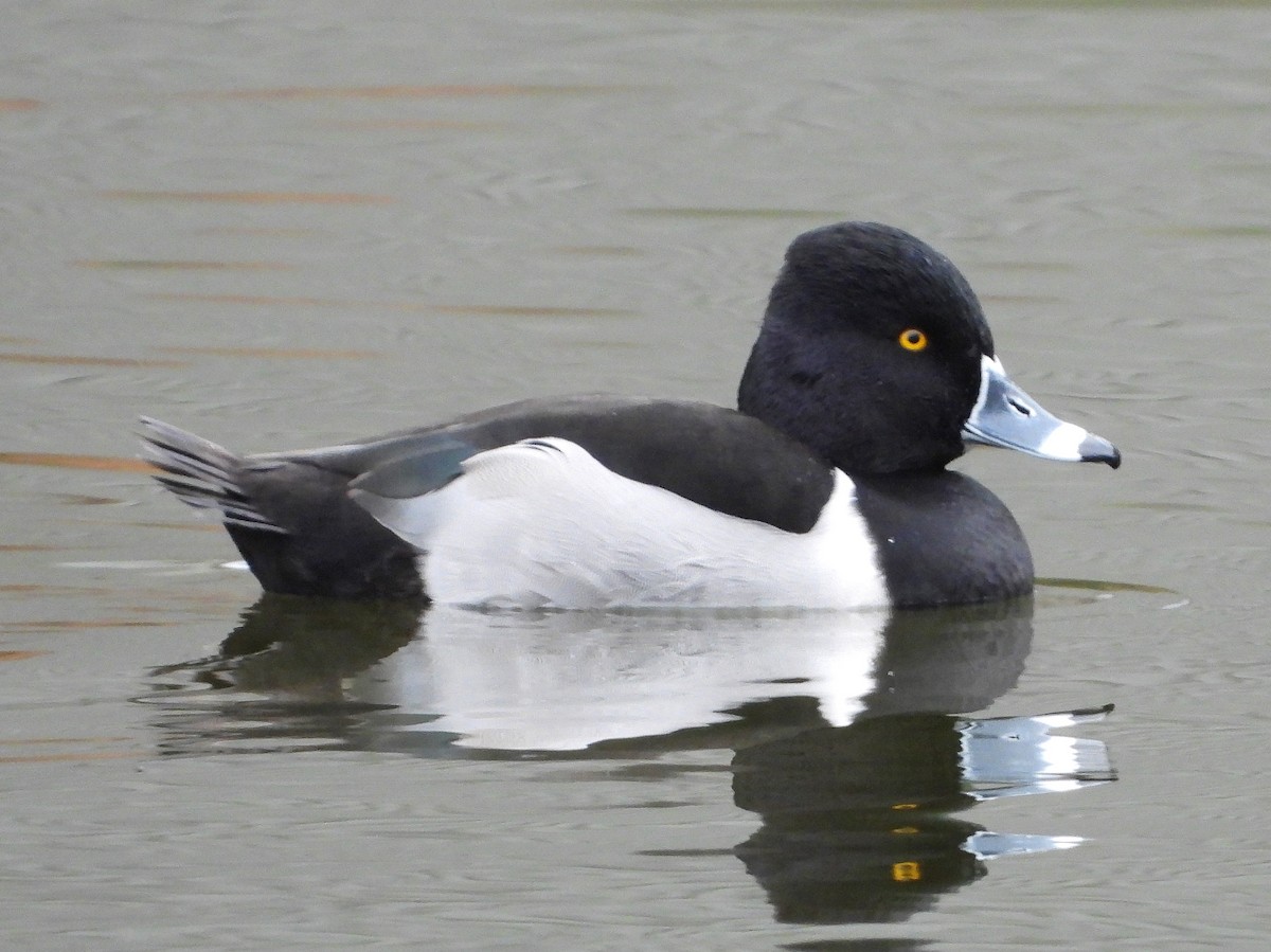 Ring-necked Duck - Ron Furnish