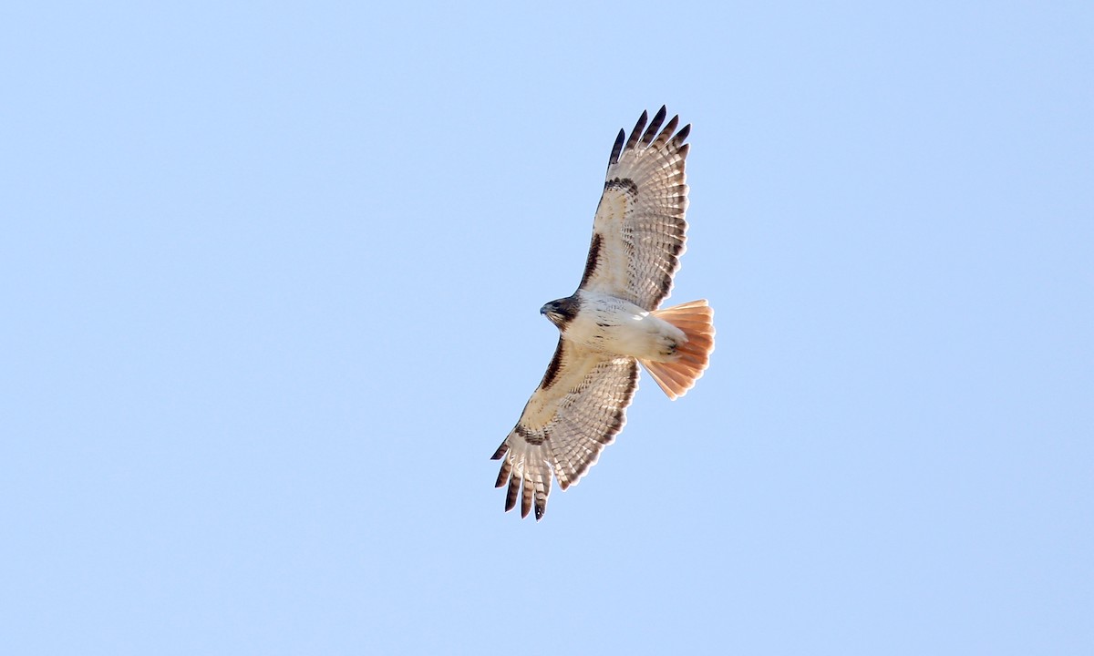 Red-tailed Hawk (fuertesi) - ML293245261