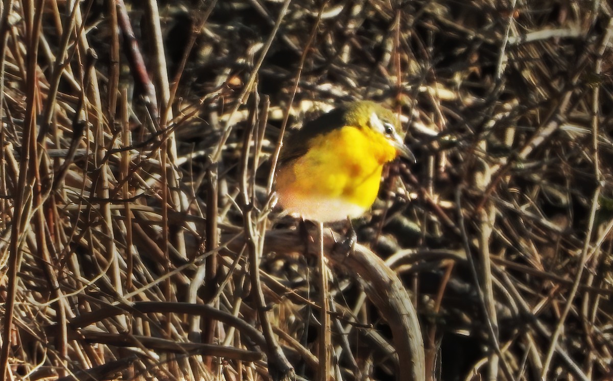 Yellow-breasted Chat - ML293246401