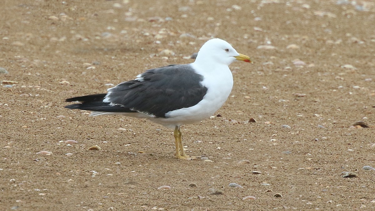 Lesser Black-backed Gull - Daniel Jauvin