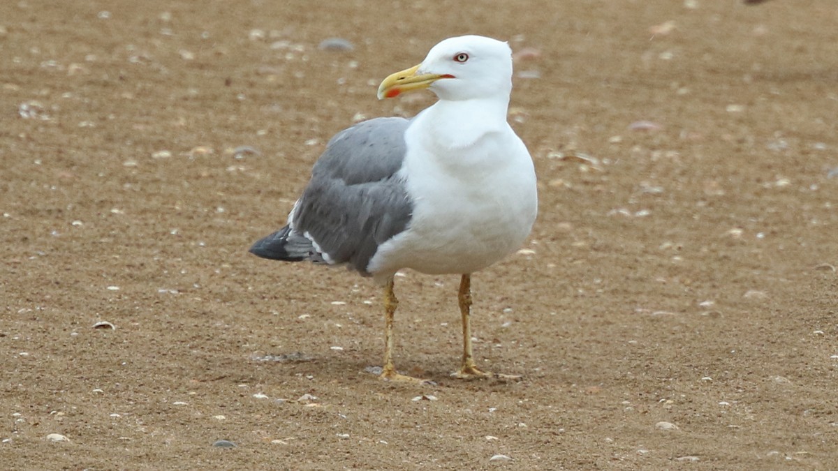 Yellow-legged Gull - ML29326381