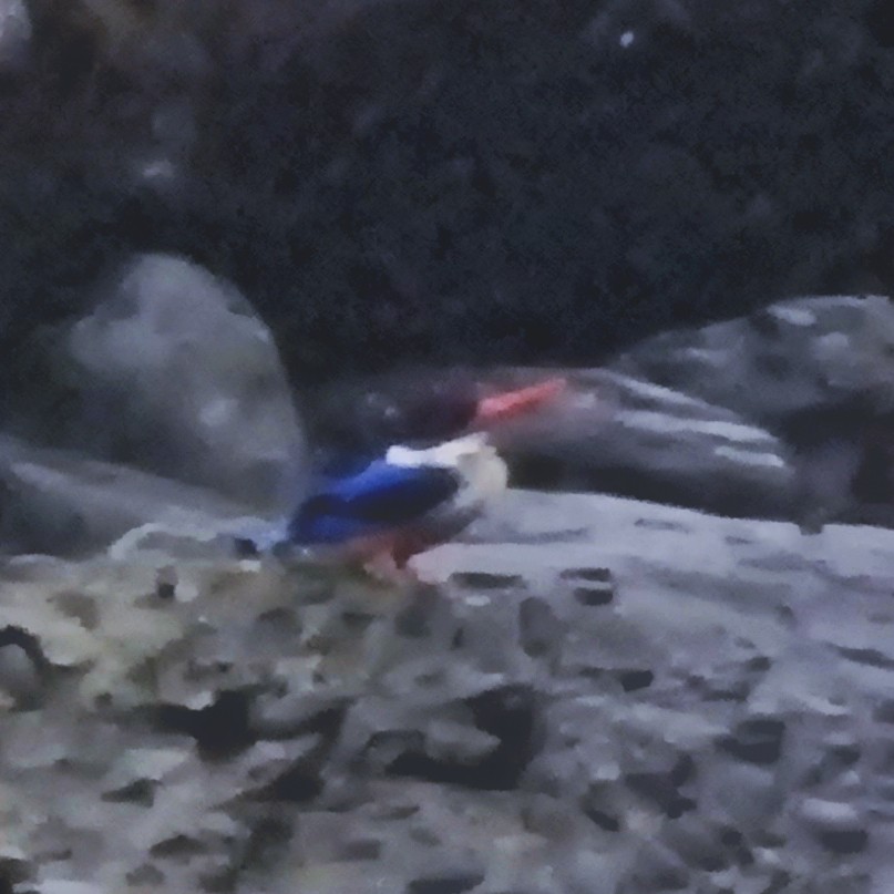 Black-capped Kingfisher - poshien chien