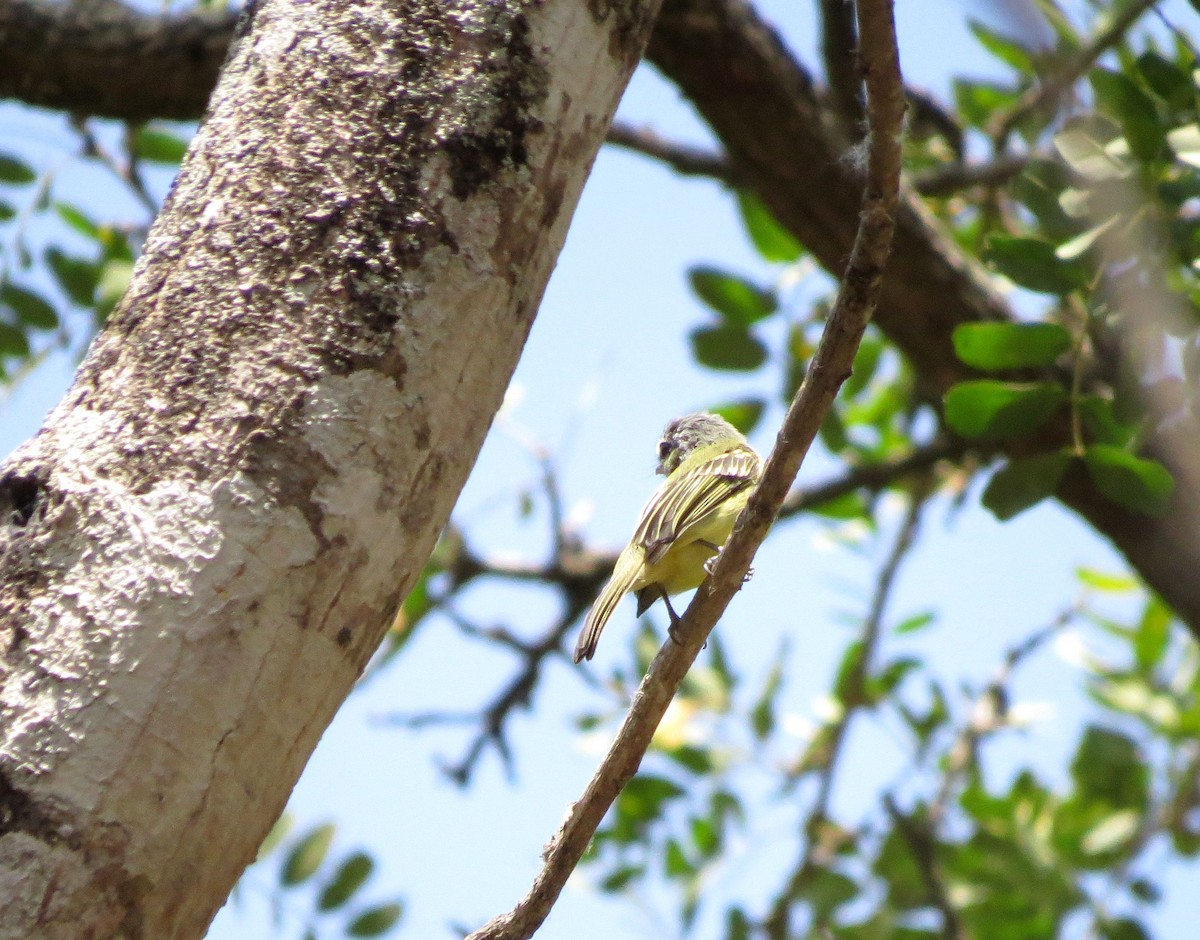 Yellow-olive Flatbill (Andes) - ML29327541
