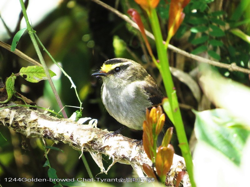 Golden-browed Chat-Tyrant - ML29327591