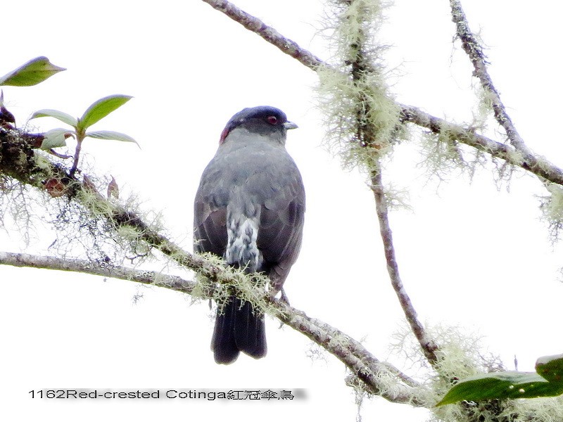 Red-crested Cotinga - Liao Tzu-Chiang
