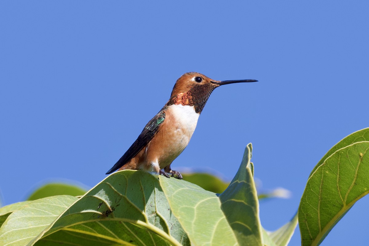 Allen's Hummingbird - David Theobald