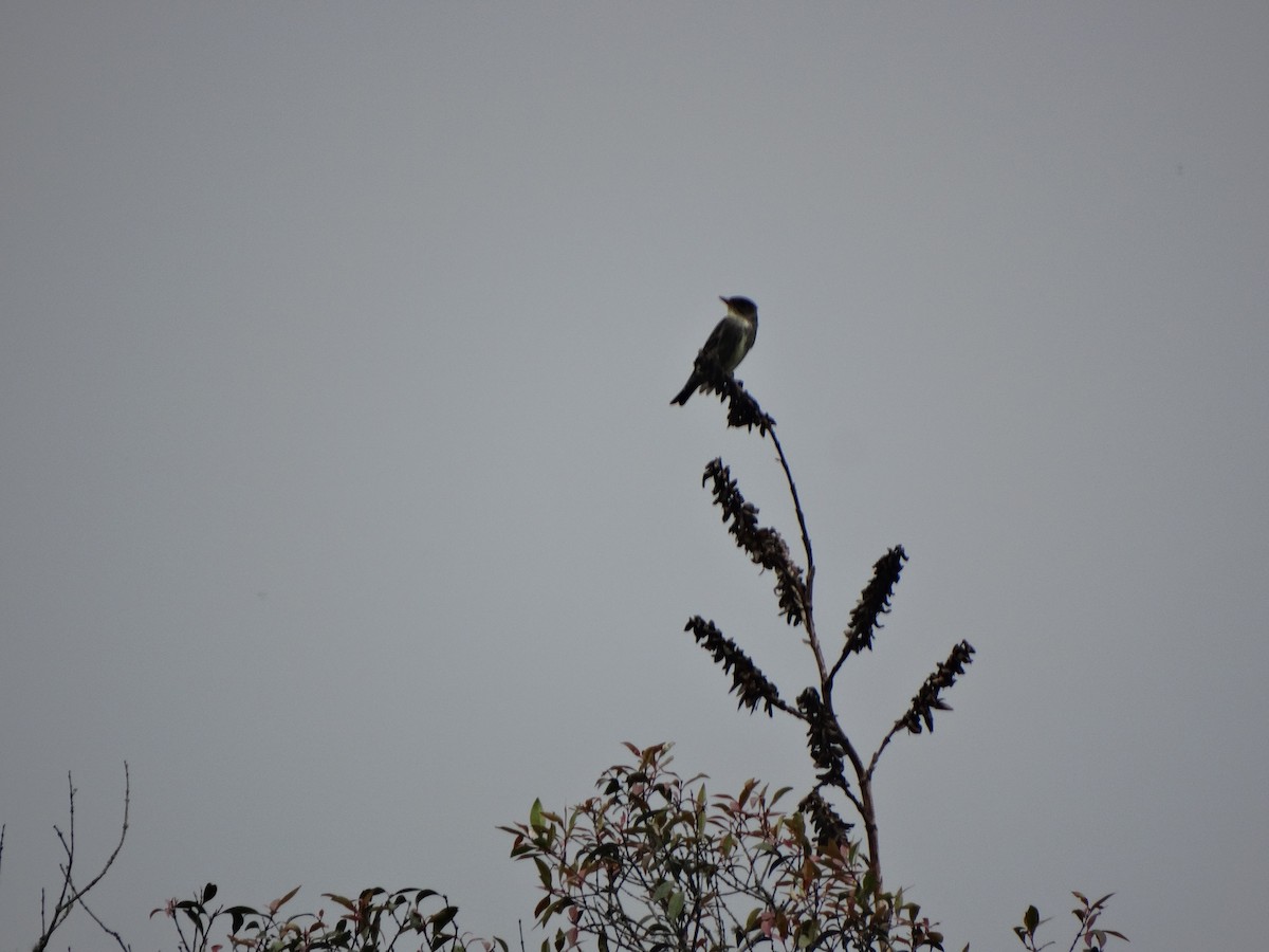 Olive-sided Flycatcher - Daniel Aldana | Ornis Birding Expeditions