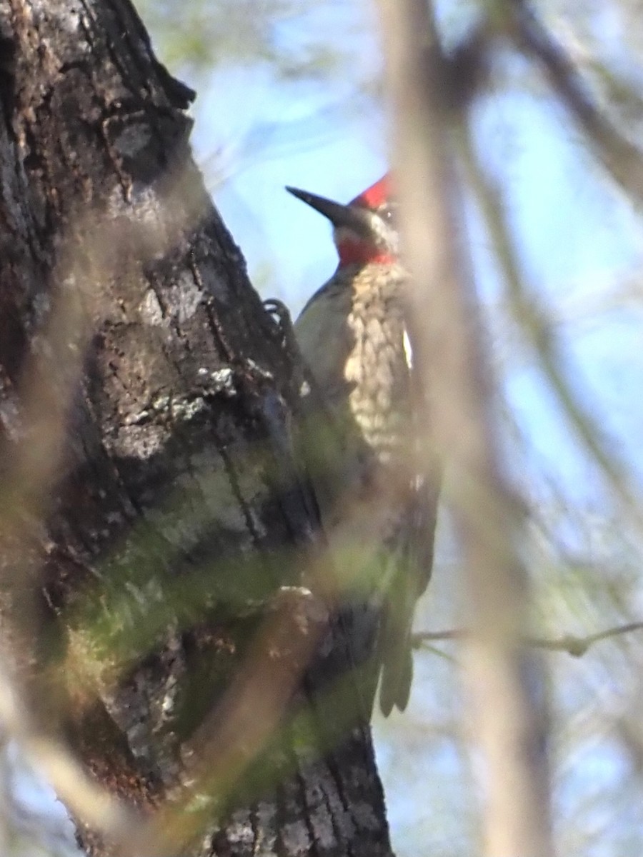 Red-naped Sapsucker - Cin-Ty Lee