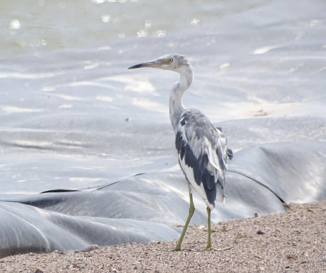 Little Blue Heron - Charly Moreno Taucare