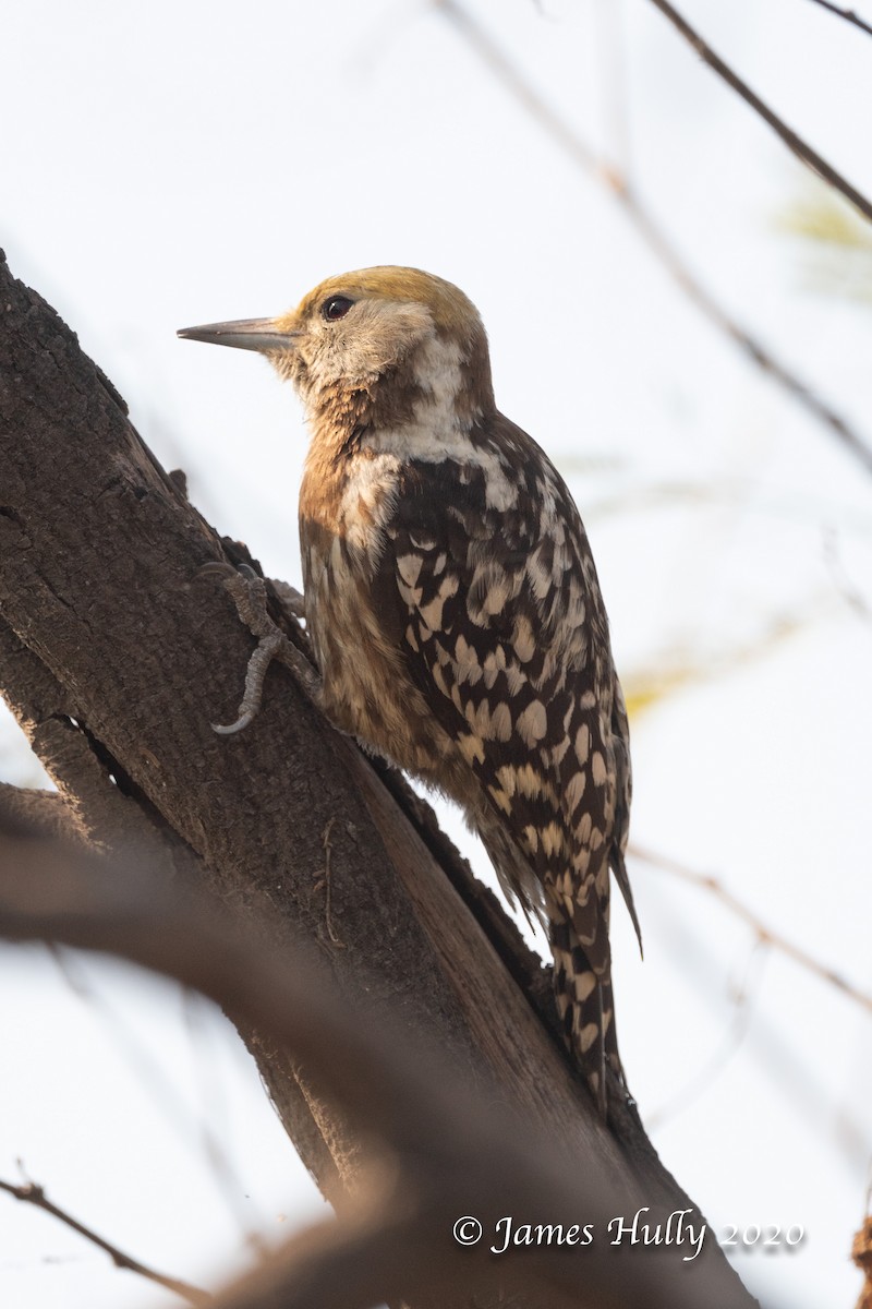 Yellow-crowned Woodpecker - ML293296841