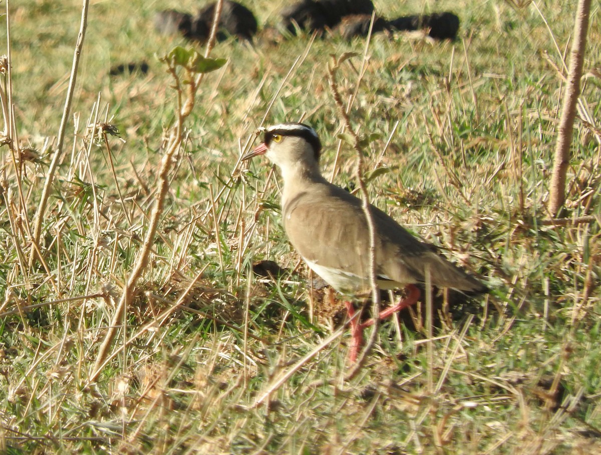 Crowned Lapwing - ML293301751