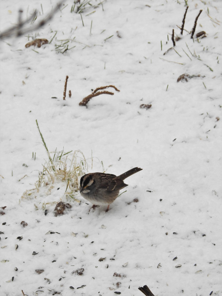 White-throated Sparrow - ML293308941