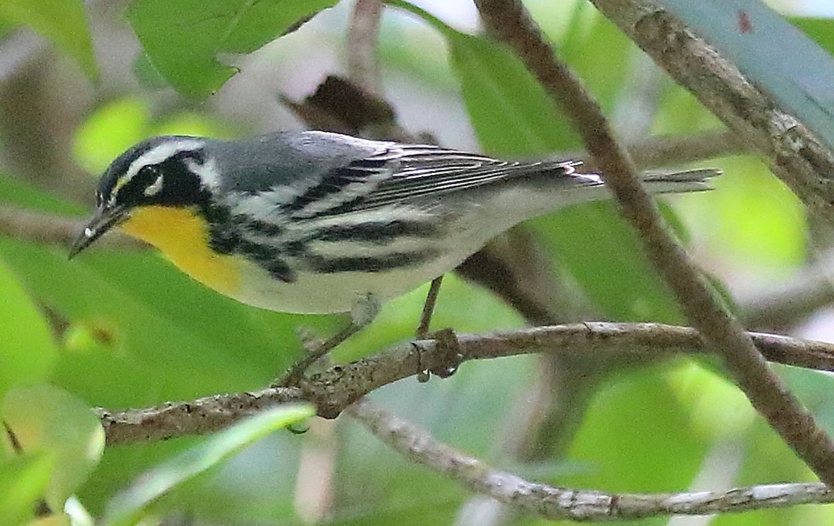 Yellow-throated Warbler - ML293312811